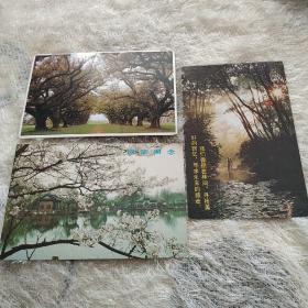 树与枝叶明信片
