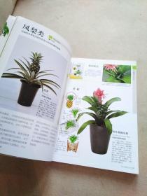 室内观叶植物种植摆放指南