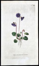 1787年稀有精美英国铜版画-柯蒂斯植物49号－雪铃花，手工布纹纸，人工上色