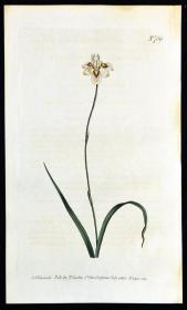 稀有1804年精美英国铜版画-柯蒂斯植物759号-短苞肖鸢尾，手工上色