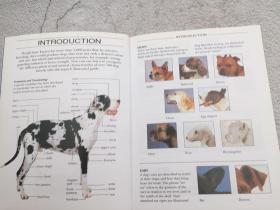 DOG BREEDS The new compact sthdy guide ang identifier