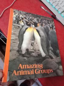 Amazing Animal Groups【下角破点 可粘不影响】