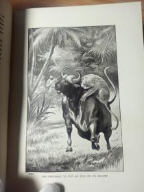 1908年  THE GOTILLA HUNTERS 《哥迪拉猎人 》  插图版