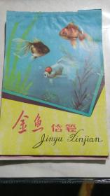 《金鱼信笺》