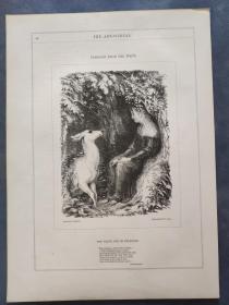 1849年 木口木刻 木版画 （正背印刷）之017号 0605