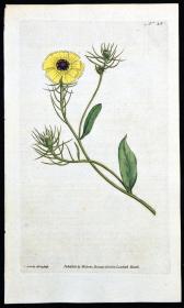 稀有1787年英国精美图谱-柯蒂斯植物铜版画35号-天竺参，手工布纹纸，人工上色