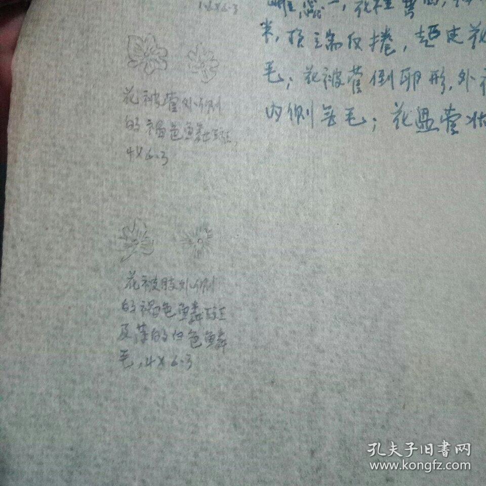 广东：乳源县杨古鲁，1933年6月10日，高锡朋53349号花的解剖记载，钢笔手稿