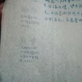 广东：乳源县杨古鲁，1933年6月10日，高锡朋53349号花的解剖记载，钢笔手稿
