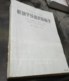 解剖学及组织胚胎学