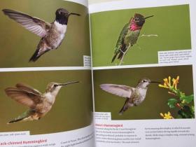 The Joy of Bird Feeding: The Essential Guide to Attracting and Feeding Our Backyard Birds(英文原版,铜版纸彩印)