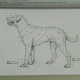 犬解剖填色图谱