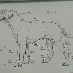 犬解剖填色图谱
