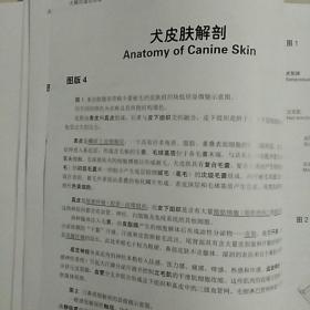 犬解剖填色图谱