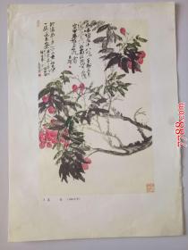 吴昌硕：荔枝（1904年作）（册页26*35cm）折叠寄送