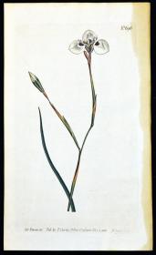 稀有精美铜版画-1803年英国柯蒂斯植物图谱696号－三尖肖鸢尾，手工上色