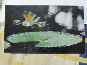 艺术摄影照片512-莲