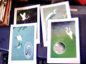 明信片人与自然和谐发展:优美红树林 鹭鸟筑家园(12张)全 一版一印