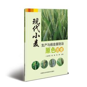 小麦种植技术书籍 现代小麦生产与病虫害防治原色图谱