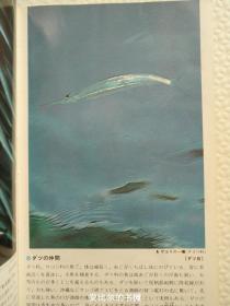 鱼 海水编 海洋 动物 画册 画报 画集