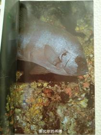 鱼 海水编 海洋 动物 画册 画报 画集