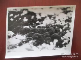 老照片 1980年4月15日 新华社稿 董兆乾摄影 在南极的冰雪世界中 尺寸（15厘米*11.3厘米）【新华社原版】【背有文字说明】【保存完好 自然旧】