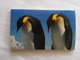罗红南极帝企鹅作品  明信片全12枚
