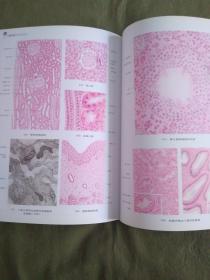 解刨学与组织胚胎学图谱：2013精装、16开