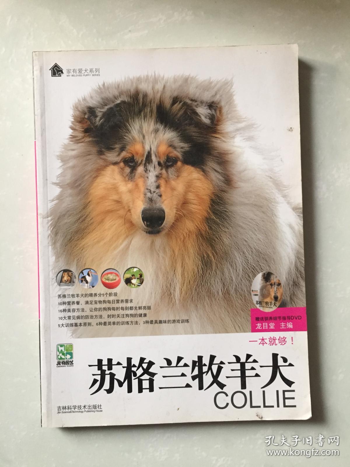 苏格兰牧羊犬.