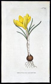 1787年稀有精美英国铜版画-柯蒂斯植物45号－荷兰番红花，手工布纹纸，人工上色