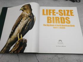 Life Size Birds