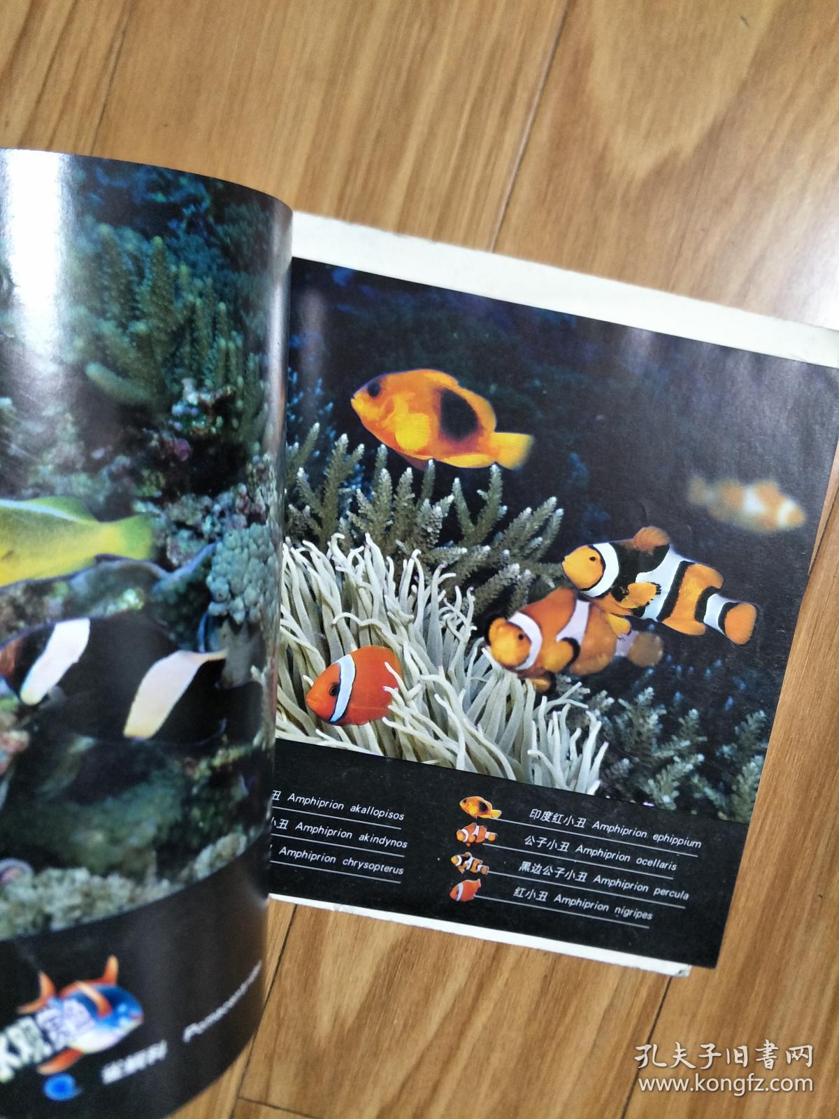 贾建兵 编  《海水观赏鱼》铜版纸彩图版！