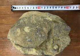 化石集群一块。 化石原石，学生时期挖得，希望有懂的人研究赏识。实物如图，大小约20x15x7cm,重量约2.4kg。
