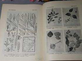 《东北木本植物图志》（16开 精装 厚册 -科学出版社）1955年一版一印 私藏品好◆ [大量精美插图 ]