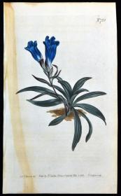 稀有精美图谱-1803年英国柯蒂斯植物铜版画723号－龙胆花，手工上色