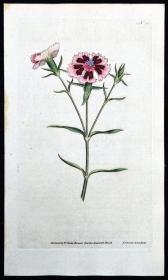 稀有1787年英国精美图谱-柯蒂斯植物铜版画25号-香石竹，手工布纹纸，人工上色