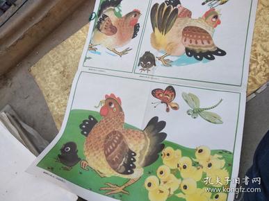 五年制小学课本：语文第二册教学图片下12《12》离群的小鸡