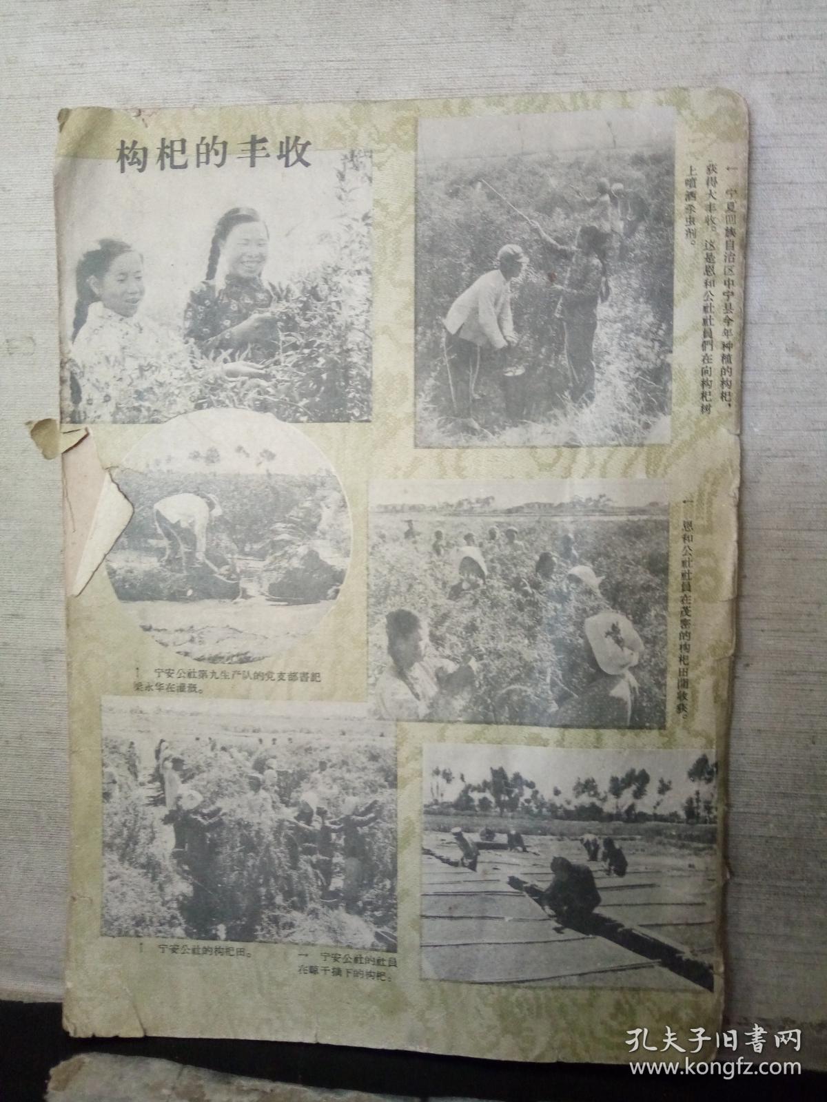 中医杂志（1959年9月号）