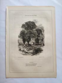 1850年 木版插画  木口木刻 版画之3 双面印制图文