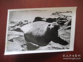 老照片 1980年4月15日 新华社稿 董兆乾摄影 南极的海象 尺寸（15厘米*10.2厘米）【新华社原版】【背有文字说明】【保存完好 自然旧】