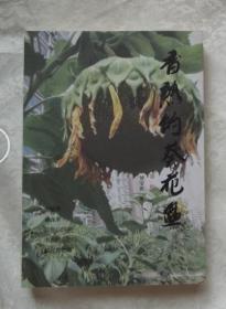 香熟的葵花盘-作者贺宝贵签名印章