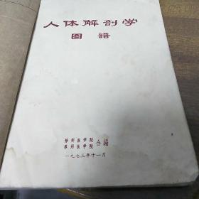 人体解剖学图谱(**)