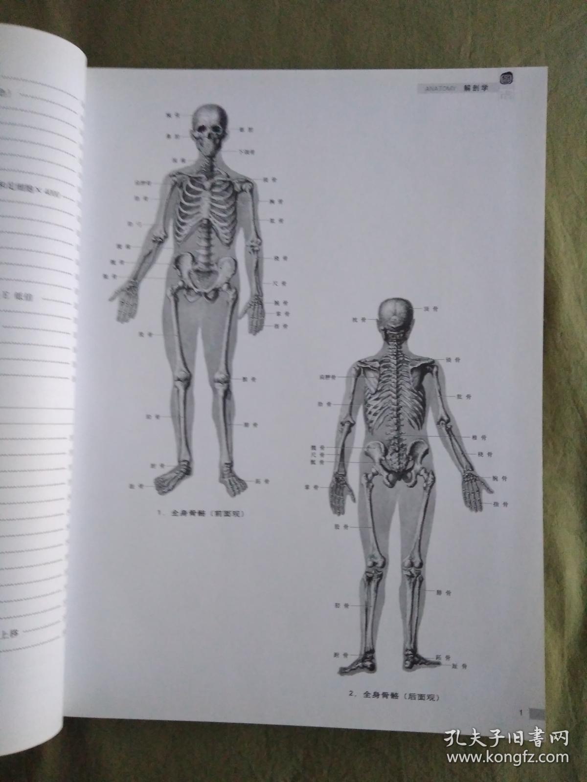 解刨学与组织胚胎学图谱：2013精装、16开