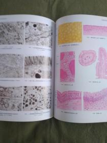 解刨学与组织胚胎学图谱：2013精装、16开