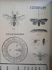 农报   第3卷第15期     民国  1936年5月   实业部中央农业实验所农报社蹁