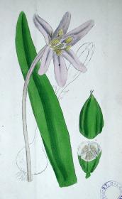 1899年版《英国植物学图谱》 — “秋水仙”木版画手工上色/24x17cm