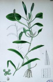1899年版《英国植物学图谱》 — “异叶眼子菜”木版画手工上色/24x17cm