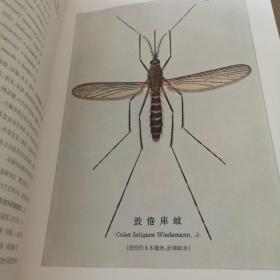 常见医学昆虫图谱