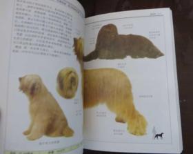 名犬：全世界300多种名犬的彩色图鉴