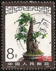 T61盆景艺术（6-3）8分 银杏盆景   信销邮票一枚