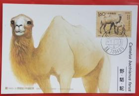 野骆驼极限明信片（一套两枚）